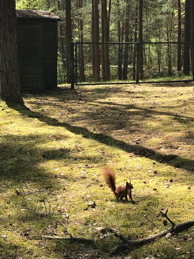 Lodge Domek Borsk