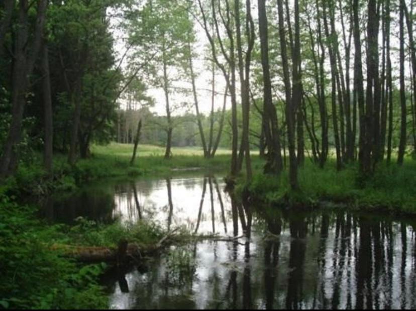 Domek Borsk Lodge Borsk